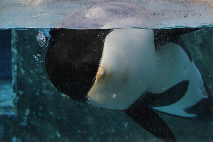 wee k in wildlife: Orca whale