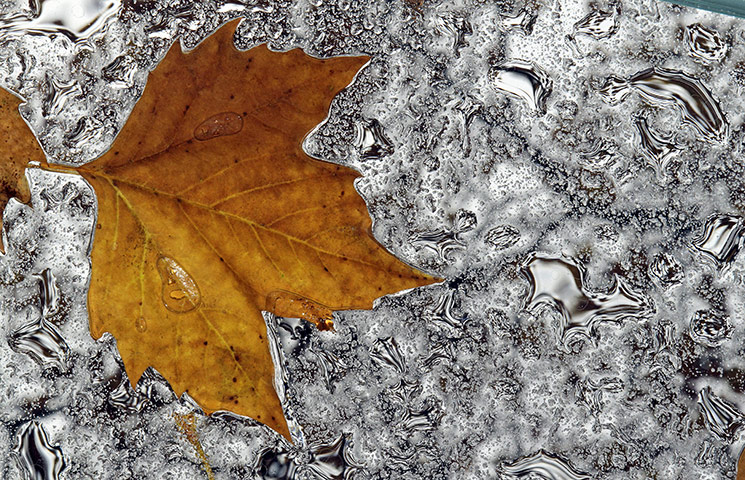 wee k in wildlife: A golden maple leaf