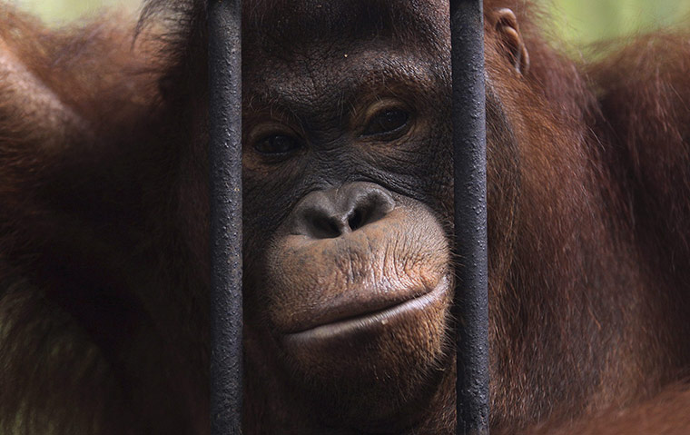 wee k in wildlife: An orangutan 