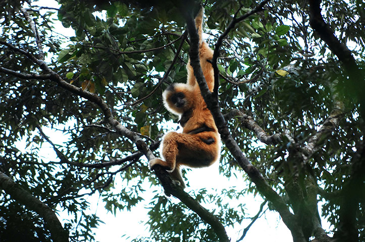 wee k in wildlife: Handout photo of a Hainan gibbon in the Chinese province of Hainan