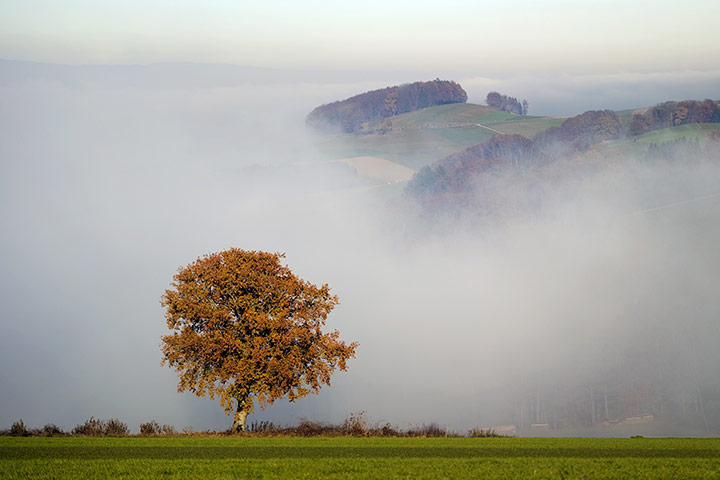 wee k in wildlife: A tree is seen with heavy fog