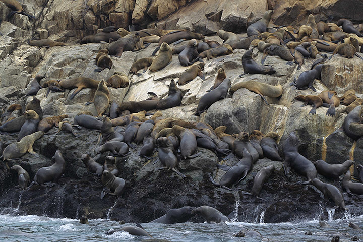 wee k in wildlife: Hundreds of sea lions sit at one of the Palomino islands in Callao, Peru
