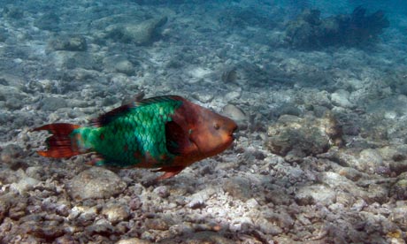 Parrotfish