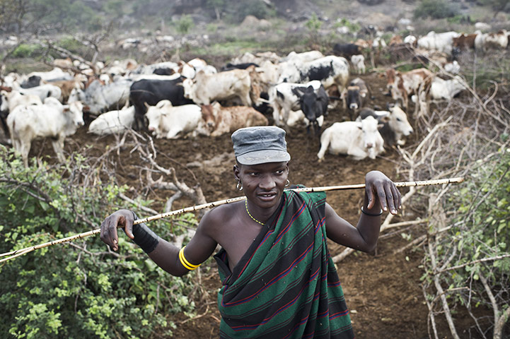 Uganda: A young cattle herder watches over his livestock