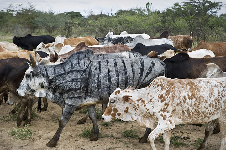 Uganda: Pastoralists sometimes decorate their cows so they can identify theirs