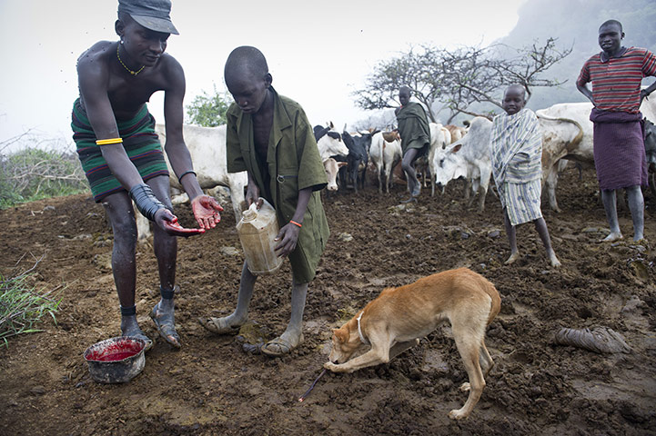 Uganda: A cattle herder washes his hands after tapping blood from one of his cows