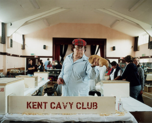 Jooney Woodward: Fred, judging at the Kent Cavy Club annual show