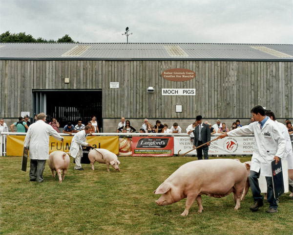 Jooney Woodward: Judging of Welsh pigs