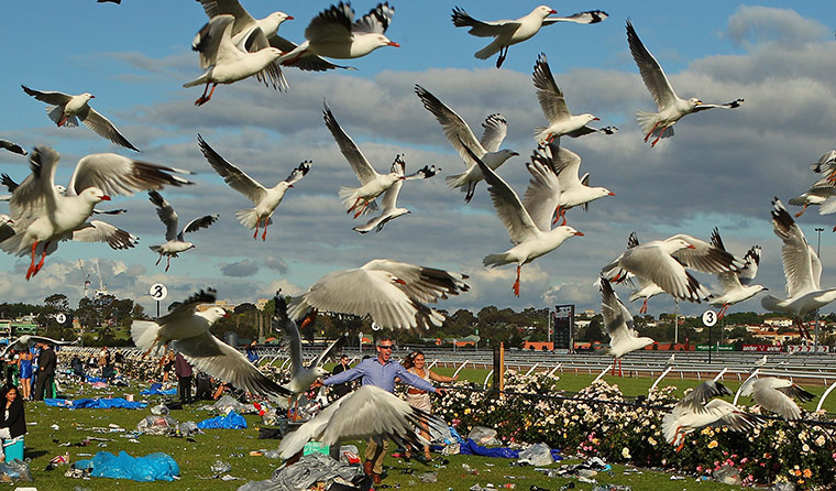 Best of the week in sport: Racegoers after the 2011 Melbourne Cup
