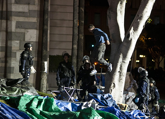 Occupy LA evictions: An Occupy Los Angeles supporter jumps from a tree 