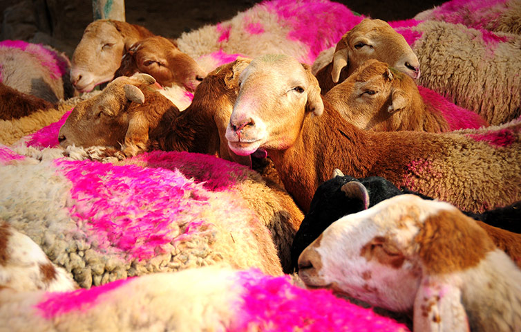 Eid-al Adha: Livestock market in Kabul