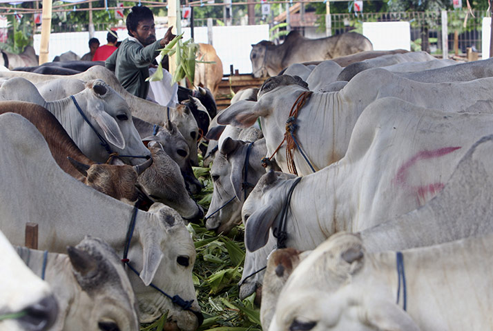 Eid-al Adha: Cattle trader in Jakarta