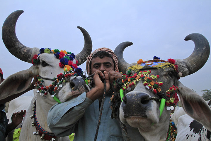 Eid-al Adha: Cattle in Karachi