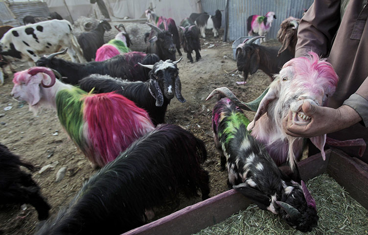 Eid-al Adha: Inspecting livestock