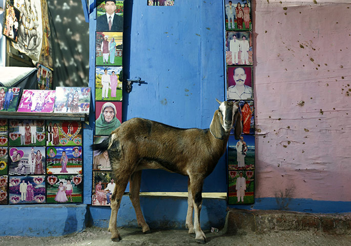 Eid-al Adha: Goat in New Delhi