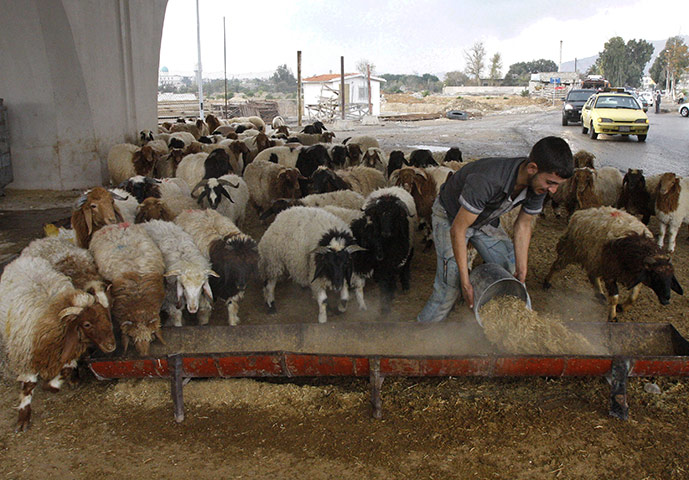 Eid-al Adha: Syrian shepherd