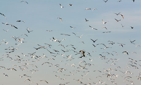 Flock of birds in flight