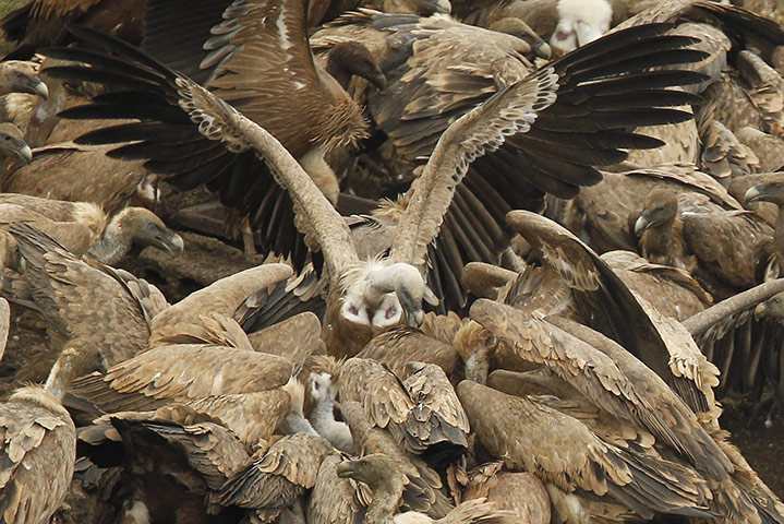 Week in Wildlife: Vultures eat a dead animal in the Jonte gorges in Cevennes national park