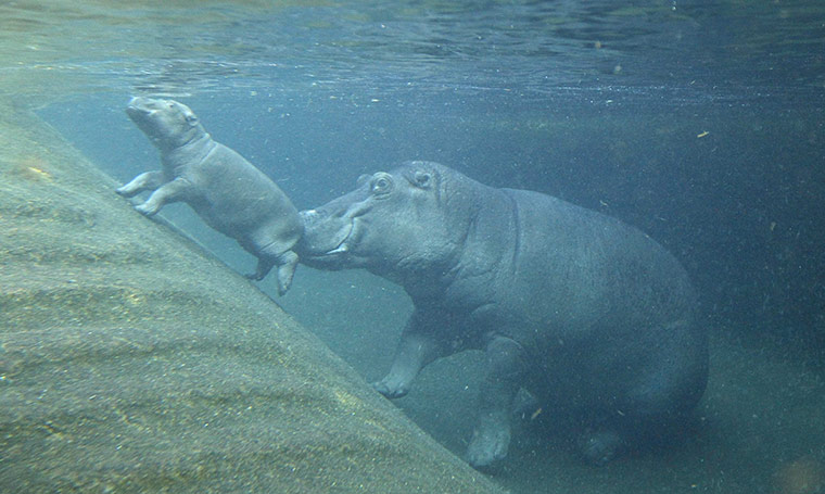 Week in Wildlife: Hippopotamus calf and mother Nicole are pictured at Berlin Zoo
