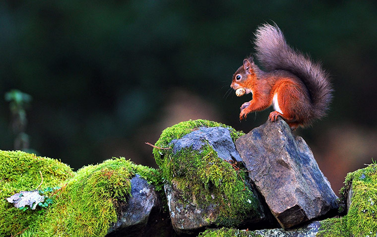 Week in Wildlife: A red squirrel eats a nut in Kielder Forest