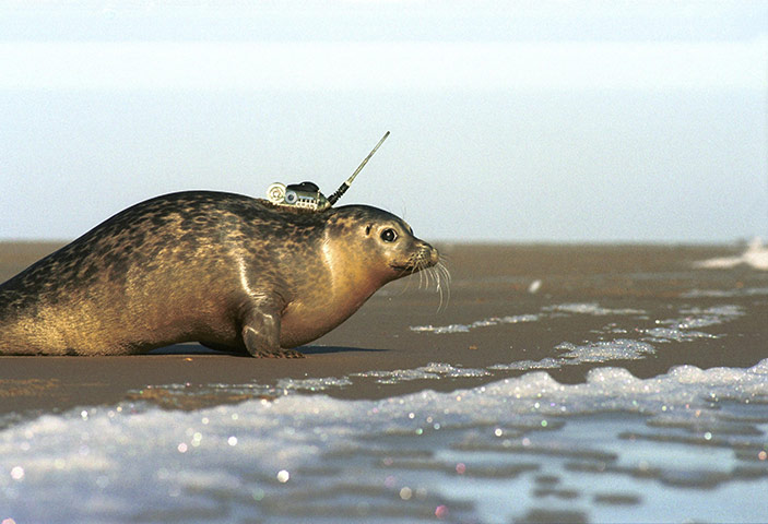 Week in Wildlife: Injured seals get survival boost