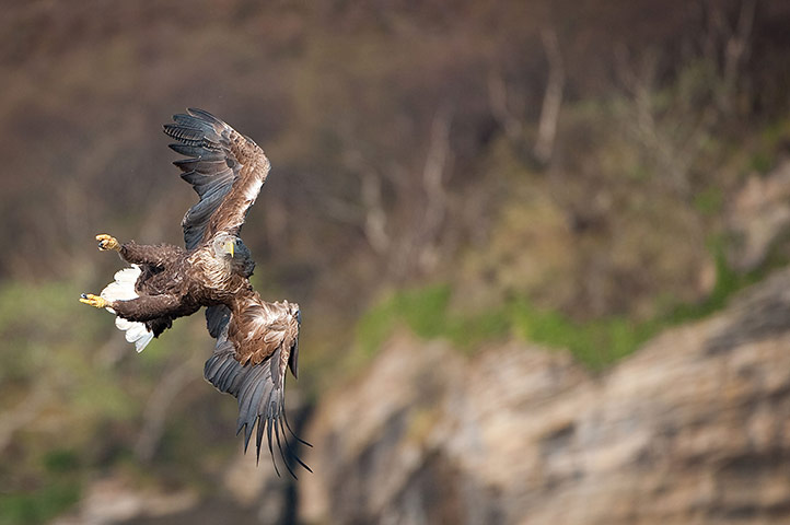 Week in Wildlife: White-Tailed Sea Eagle  Isle of Skye, Scotland 