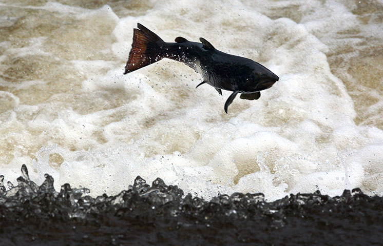 Week in Wildlife: Annual fish migration