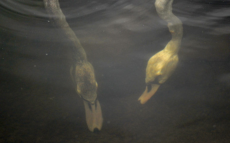 Week in Wildlife: Two swans search for food in the river Spree