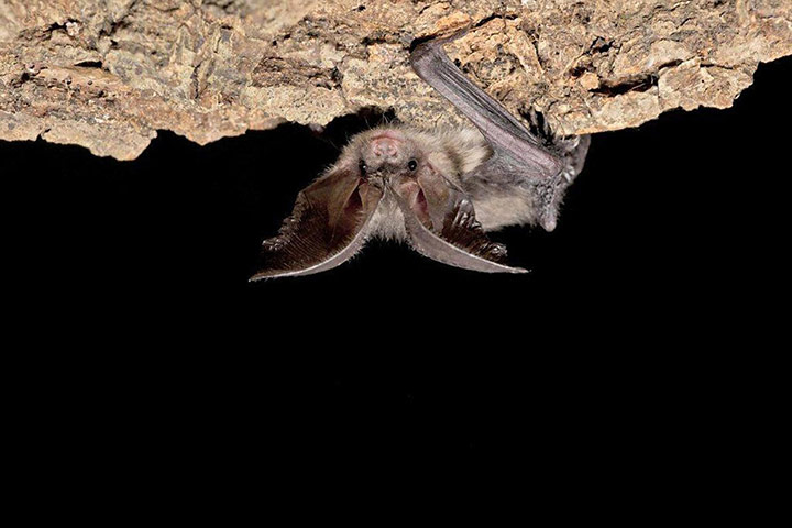 Week in Wildlife: Brown Long Eared Bat