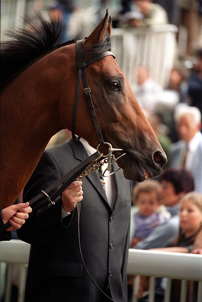 Fergie's 25 years: Alex Ferguson's horse Rock of Gibraltar