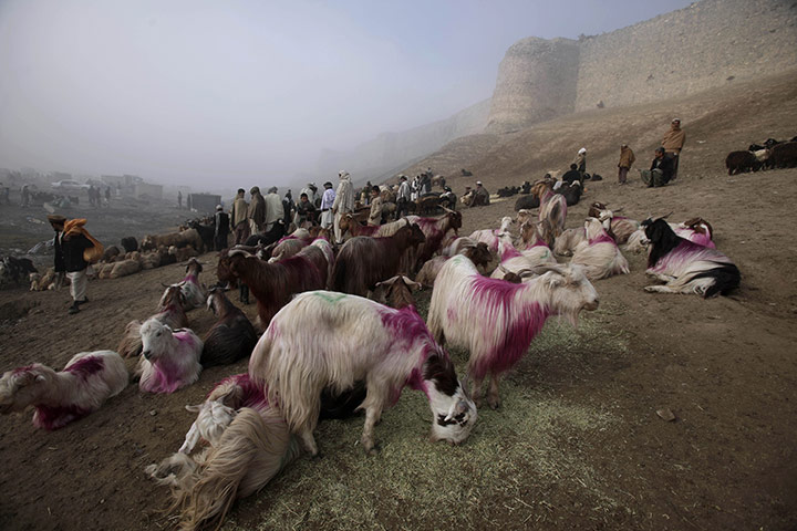24 hours: Livestock displayed for sale in Kabul for the upcoming Eid-al-Adha festival