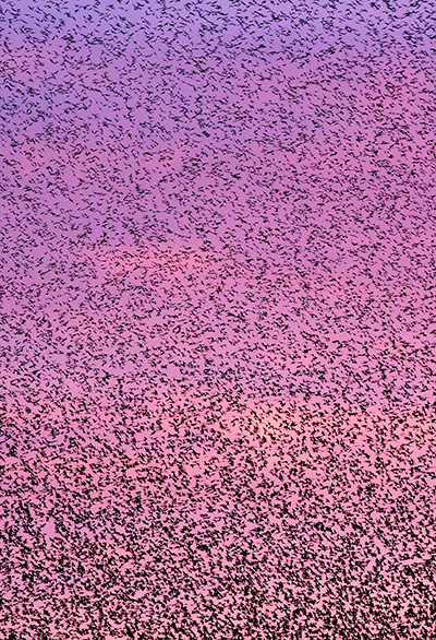 24 hours: A murmuration of starlings is seen in the sky as the sun sets in Gretna