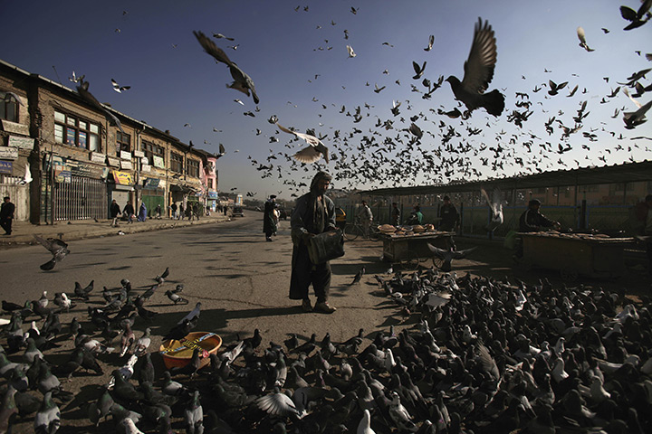 24 hours in pictures: A man feeds pigeons outside Shah-e-Dushamshera mosque in Kabul