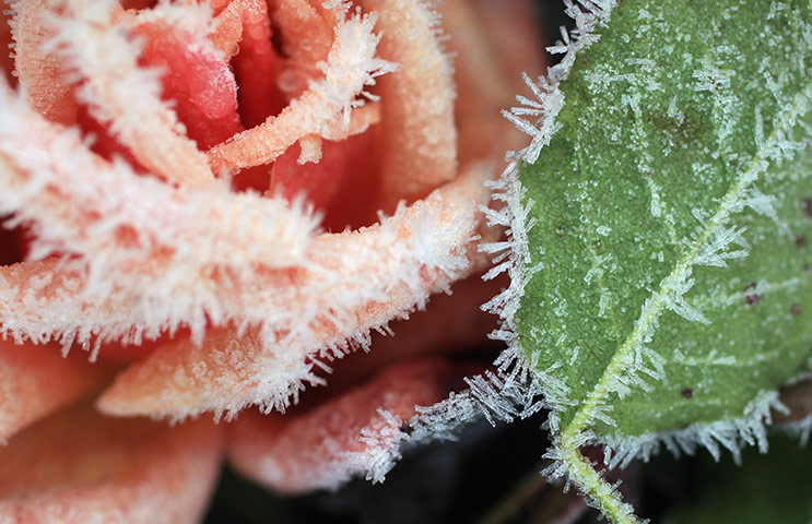 Frost in the UK: early morning frost on a rose in knutsford