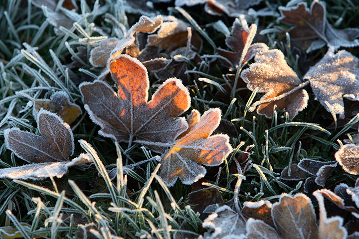 Frost in the UK: autumn leaves