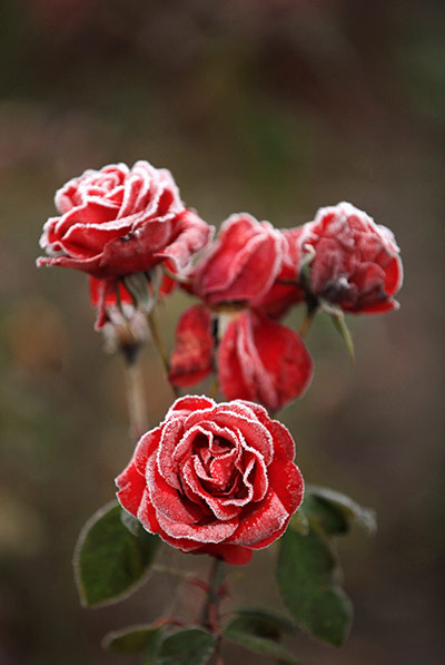 Frost in the UK: Curbishleys specialist rose nursery in Cheshire 