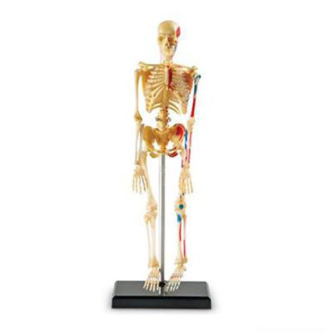 Leonardo gifts: Skeleton