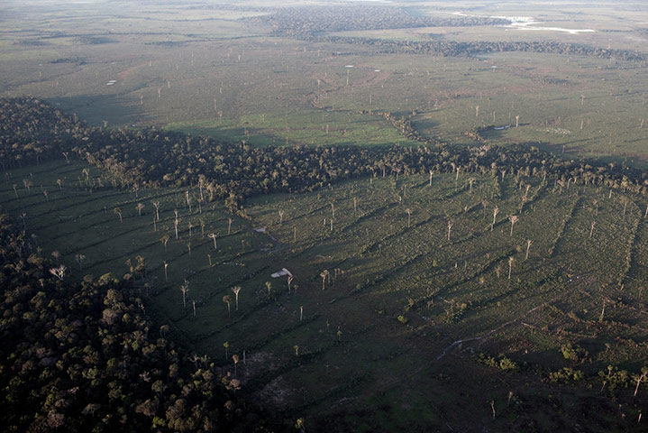 AMAZON: An exhibition in aid of Sky Rainforest Rescue 