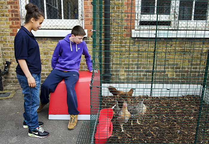 Bridge Academy: Chicken coop