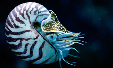 Nautilus