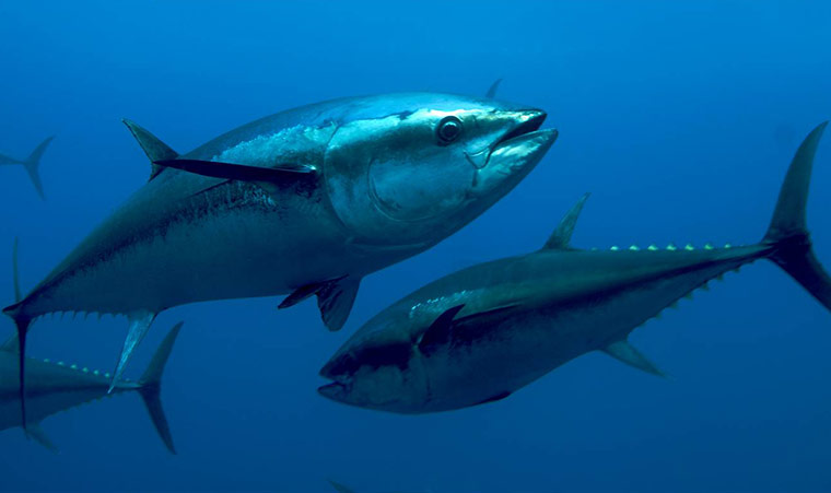 IUCN Red list: Atlantic Bluefin