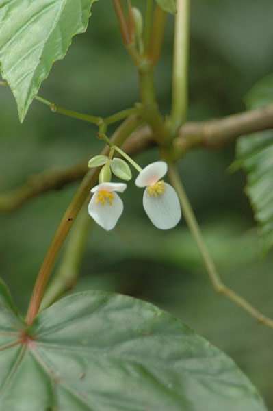 IUCN Red list: Begonia seychellensis