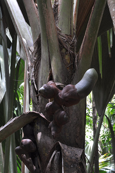 IUCN Red list: Coco der Mer