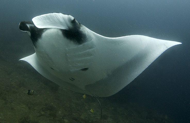 IUCN Red list: Giant Manta Ray