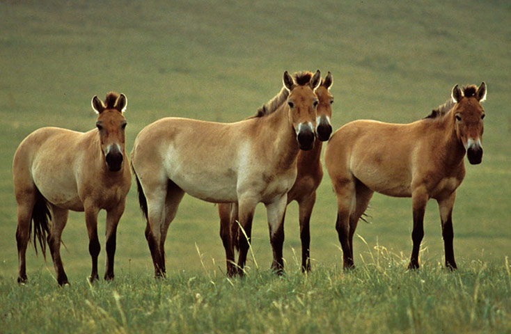 IUCN Red list: Przewalski's Horse