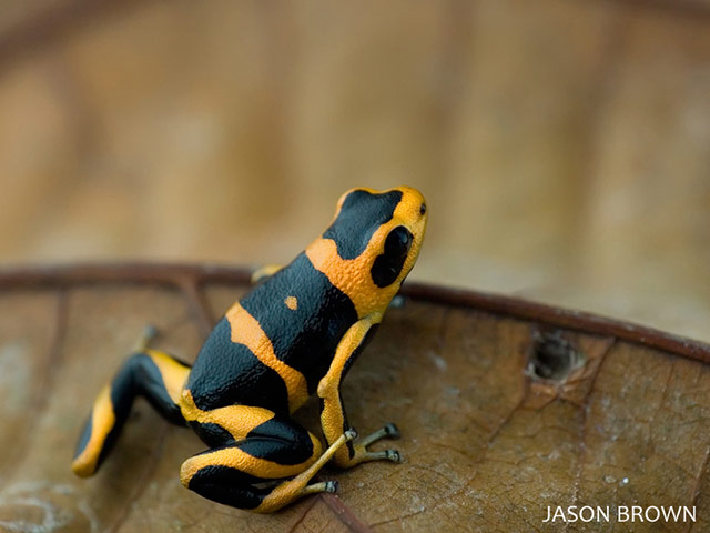 IUCN Red list: Summers Poison Frog