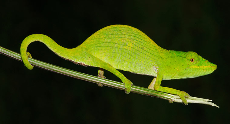 IUCN Red list: Tarzans Chameleon