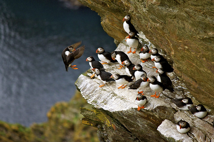Your pictures: Puffins on a cliff in Hermaness