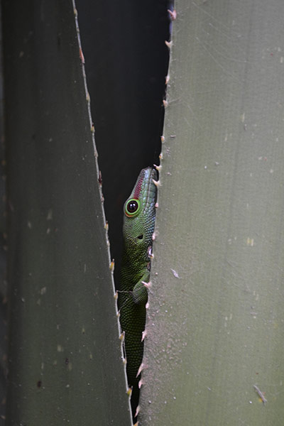 Your pictures: a lizard peering through a cactus leaf in Madagascar