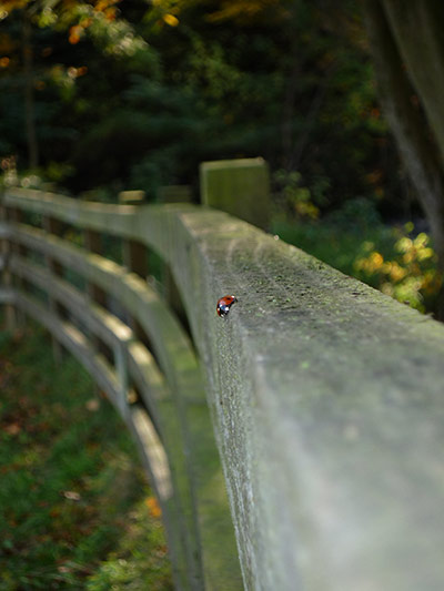 Your pictures: A ladybird teeters on the edge of a fence